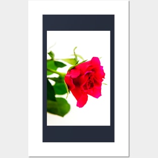 Red Rose For You Posters and Art